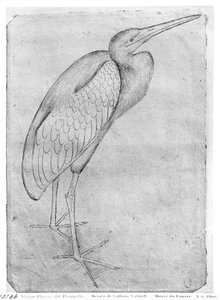 Pelican, from the The Vallardi Album by Antonio Pisanello